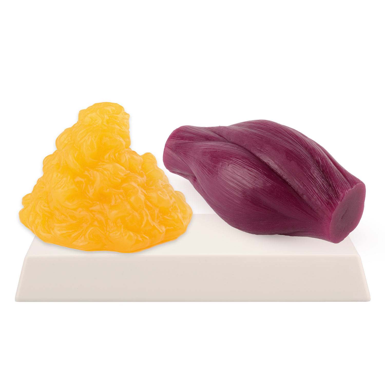Nutrition In Fitness - 1lb Fat Replica & Muscle to